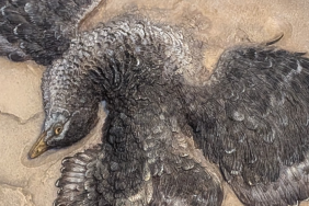 how-the-‘first-bird’-leapt-into-the-sky-and-soared-above-the-dinosaurs