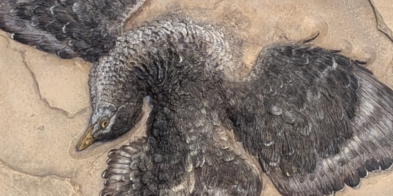 how-the-‘first-bird’-leapt-into-the-sky-and-soared-above-the-dinosaurs