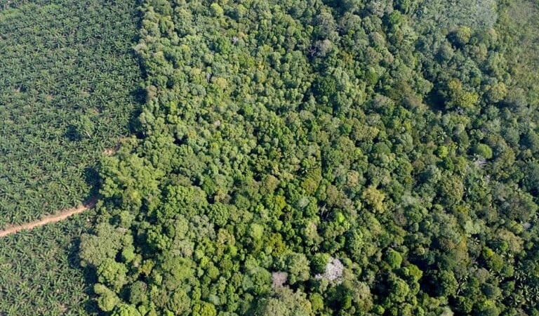 krisis-air,-hutan-adat-pertahanan-terakhir-suku-mapur