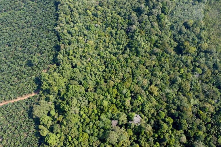 krisis-air,-hutan-adat-pertahanan-terakhir-suku-mapur