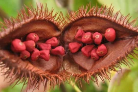 biji-kesumba-keling-berpotensi-untuk-antikanker-payudara