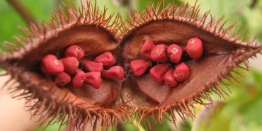 biji-kesumba-keling-berpotensi-untuk-antikanker-payudara