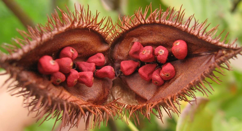 biji-kesumba-keling-berpotensi-untuk-antikanker-payudara