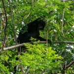 ada-habitat-lutung-jawa-di-pesisir-utara-kabupaten-bekasi