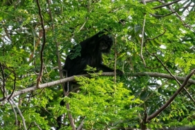 ada-habitat-lutung-jawa-di-pesisir-utara-kabupaten-bekasi