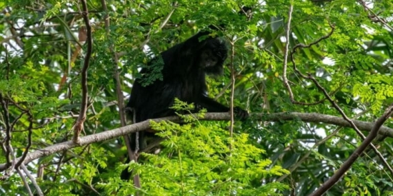 ada-habitat-lutung-jawa-di-pesisir-utara-kabupaten-bekasi