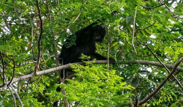 ada-habitat-lutung-jawa-di-pesisir-utara-kabupaten-bekasi