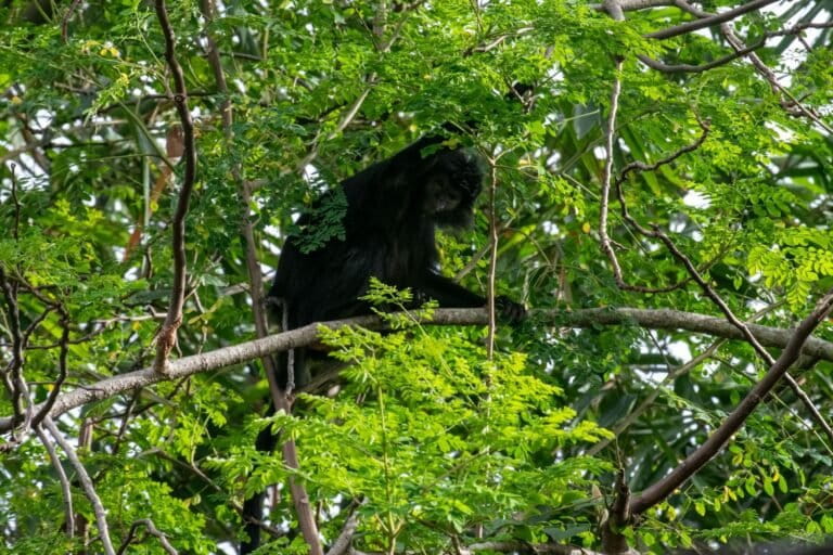 ada-habitat-lutung-jawa-di-pesisir-utara-kabupaten-bekasi