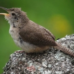 burung-burung-ini-mencuri-kulit-ular,-ilmuwan-butuh-1-abad-pecahkan-misterinya