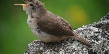 burung-burung-ini-mencuri-kulit-ular,-ilmuwan-butuh-1-abad-pecahkan-misterinya
