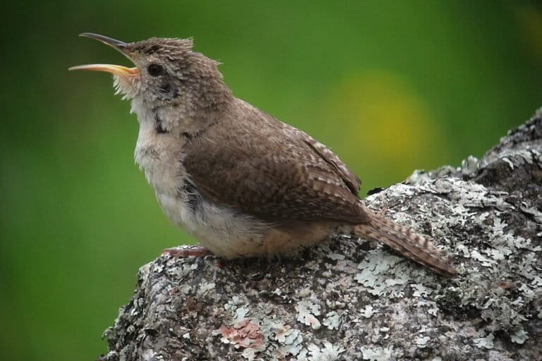 burung-burung-ini-mencuri-kulit-ular,-ilmuwan-butuh-1-abad-pecahkan-misterinya