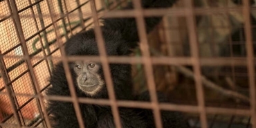 polusi-suara-bikin-siamang-tak-nyaman-menjelajah-hutan-sumatera