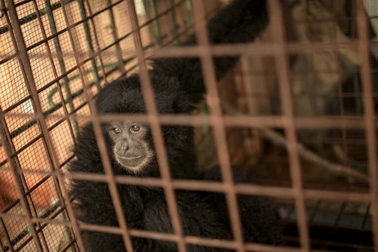 polusi-suara-bikin-siamang-tak-nyaman-menjelajah-hutan-sumatera