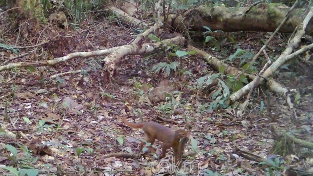 kucing-merah-yang-misterius-kembali-muncul-di-hutan-kalimantan-utara