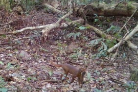 kucing-merah-yang-misterius-kembali-muncul-di-hutan-kalimantan-utara