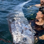 mitologi-masyarakat-lombok-ketika-oarfish-terdampar