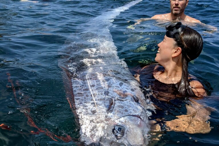 mitologi-masyarakat-lombok-ketika-oarfish-terdampar