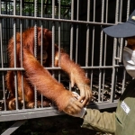 lima-bayi-orangutan-ditemukan-di-india,-jejak-perdagangan-lintas-negara-mengarah-ke-indonesia?