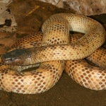 mengenal-ular-putih-papua-yang-belum-memiliki-antivenom