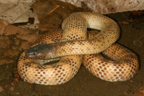 mengenal-ular-putih-papua-yang-belum-memiliki-antivenom