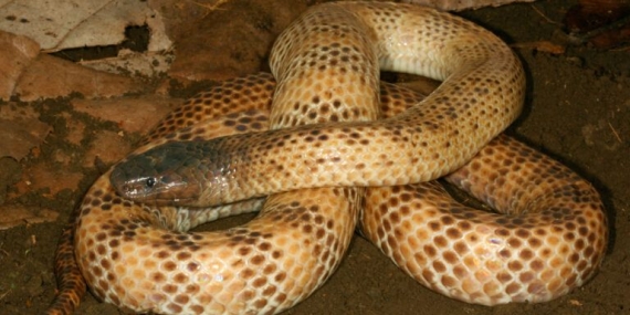 mengenal-ular-putih-papua-yang-belum-memiliki-antivenom