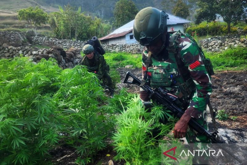 tni-sita-21.400-batang-ganja-diduga-milik-opm
