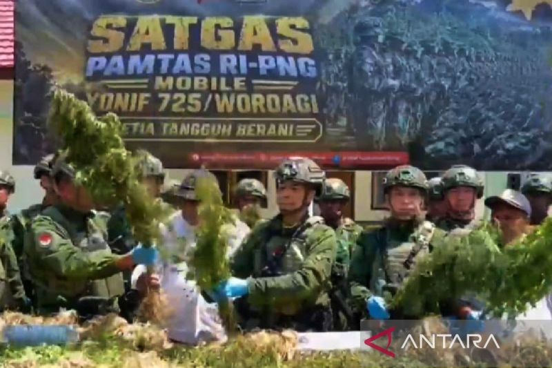 satgas-yonif-725-temukan-21.400-batang-ganja-di-yahukimo