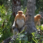 bagaimana-populasi-bekantan-di-rawa-gambut-kalimantan-selatan?