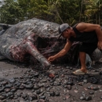 ketika-paus-sperma-terdampar-di-ternate,-gigi-jadi-rebutan-warga  