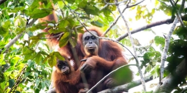 harapan-baru-penyelamatan-orangutan-tapanuli-lewat-jembatan-arboreal