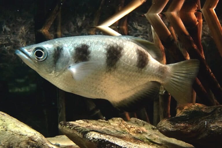 ikan-pemanah,-dapat-jatuhkan-serangga-hingga-2-meter-dari-permukaan-air