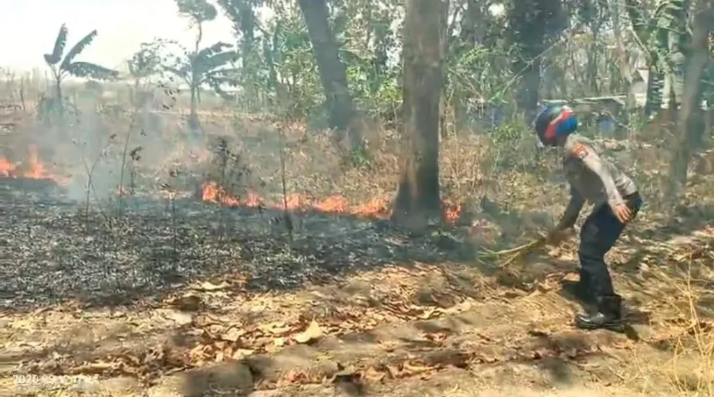 gara-gara-puntung-rokok,-hutan-panceng-gresik-dilalap-api-dalam-sekejap