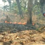 gara-gara-puntung-rokok,-hutan-panceng-gresik-dilalap-api-dalam-sekejap
