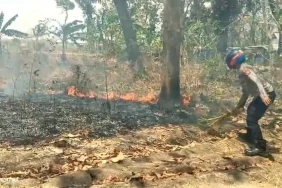 gara-gara-puntung-rokok,-hutan-panceng-gresik-dilalap-api-dalam-sekejap